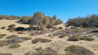 2023-GC--Mapalomas dunas-S123-134.jpg